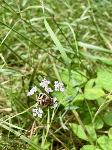 Eurasian Bee Beetle