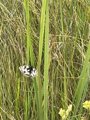 Marbled White