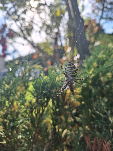 Wasp Spider