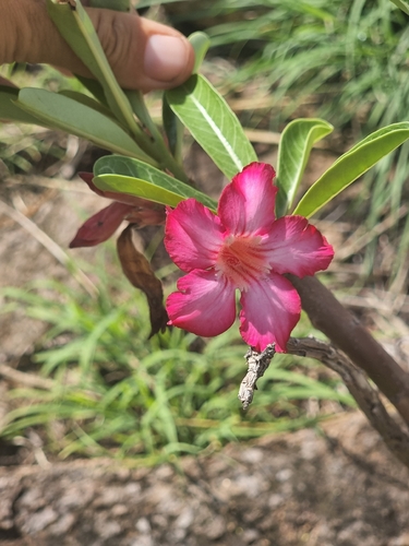 desert rose
