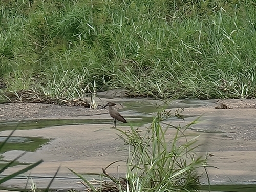 Hamerkop