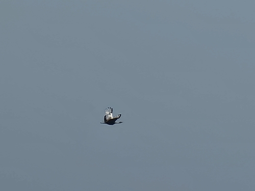 Black-bellied Bustard