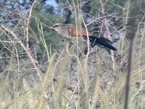White-browed Coucal