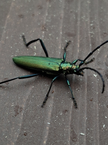Musk beetle