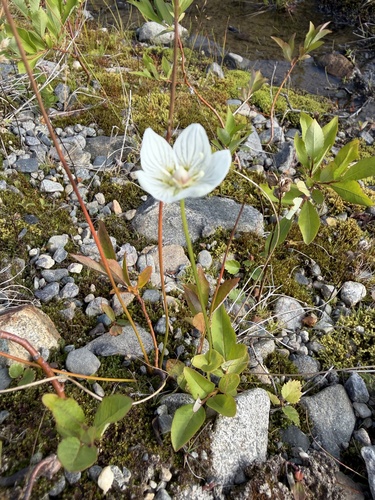 marsh grass-of-Parnassus