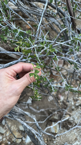 desert myrtlecroton