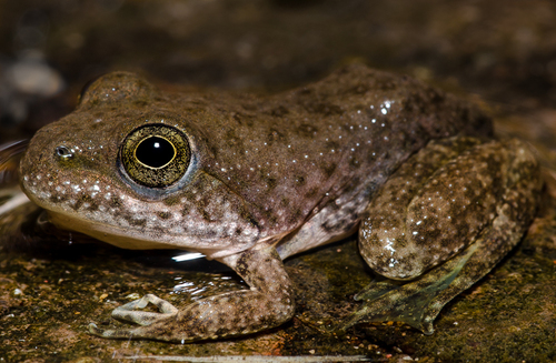 Tarahumara Frog