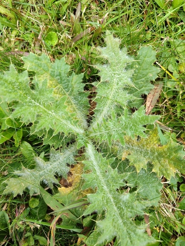 Bull Thistle