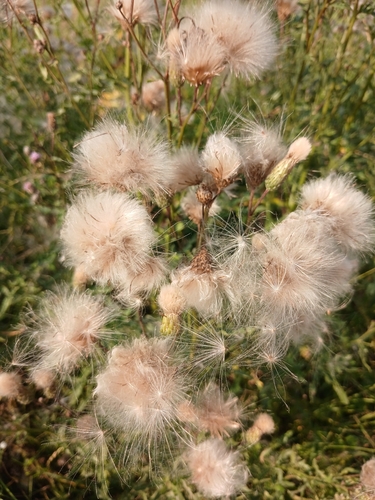 creeping thistle