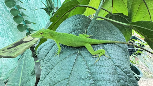 Neotropical Green Anole