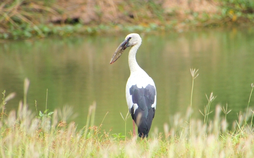 Asian Openbill