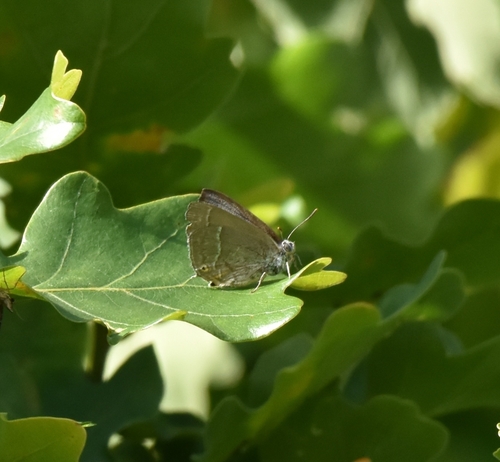 Purple hairstreak