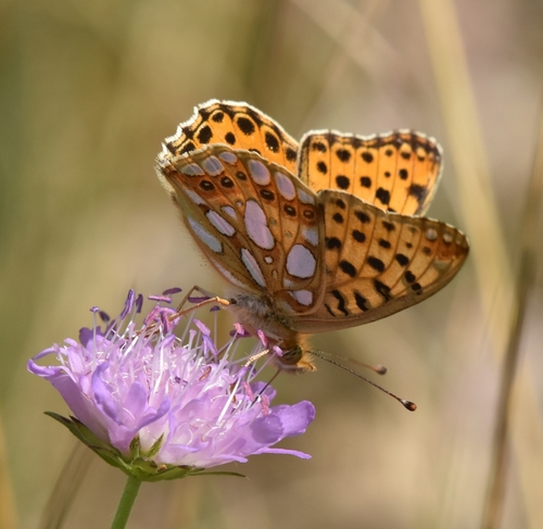 Queen of Spain Fritillary