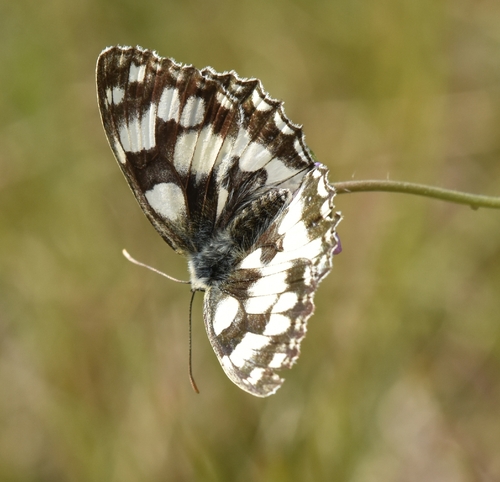 Marbled White