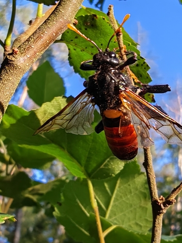 Birch Sawfly