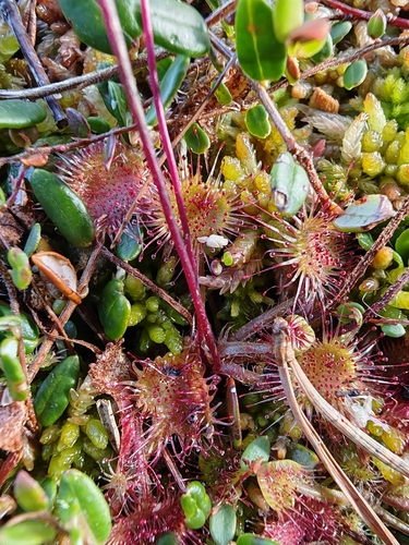 round-leaved sundew