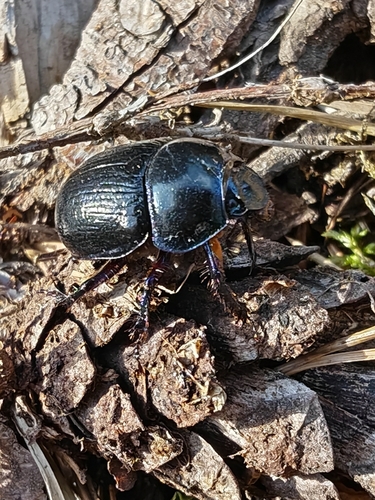 Woodland Dor Beetle