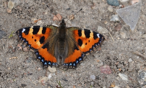 Small Tortoiseshell