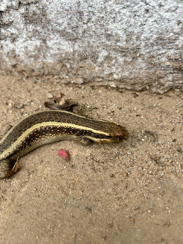 African Striped Skink