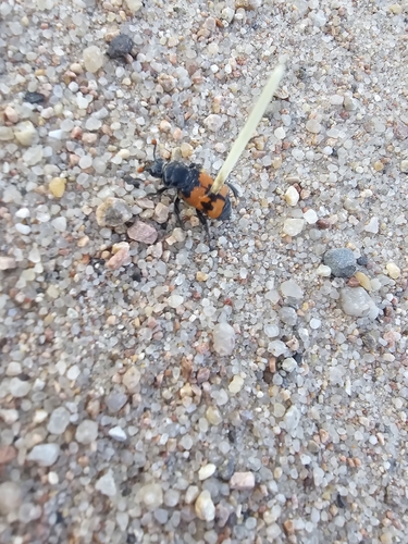Margined Burying Beetle
