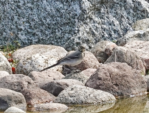 White Wagtail
