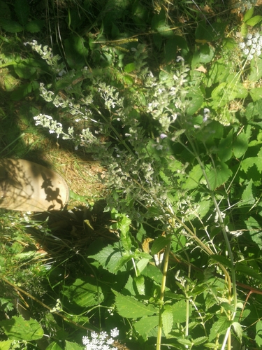 Naked catmint