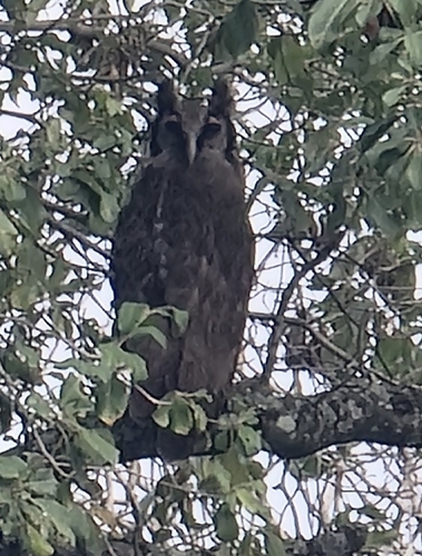 Verreaux's Eagle-Owl