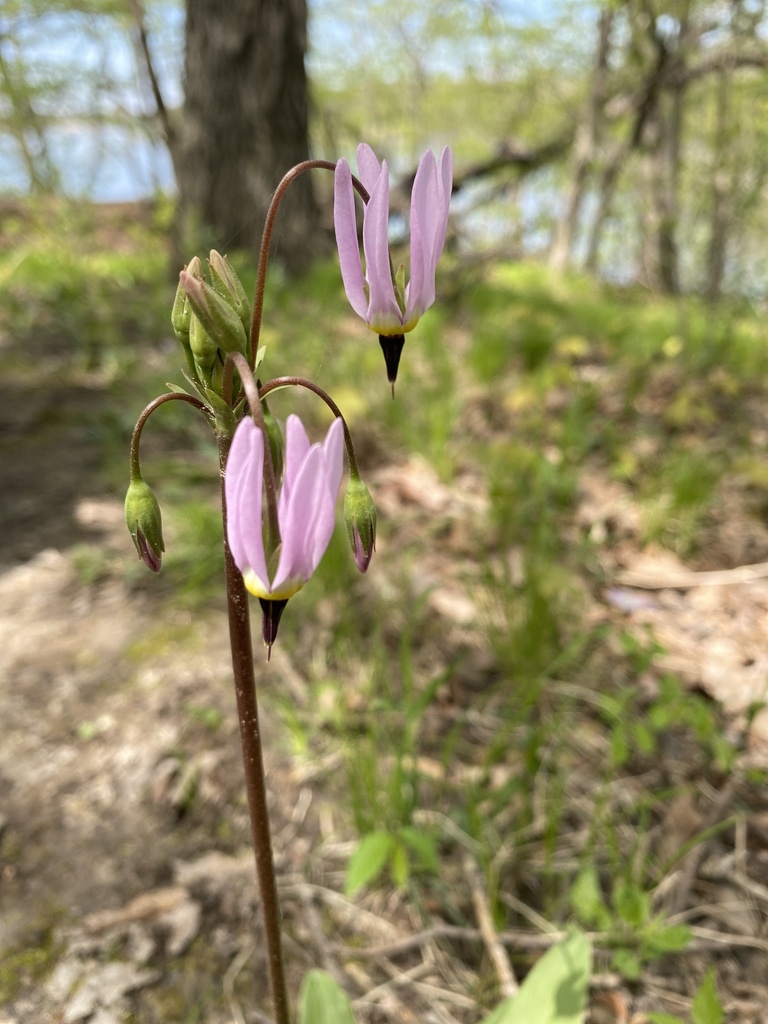 eastern shooting star from Solon, IA, US on May 03, 2020 at 0149 PM by