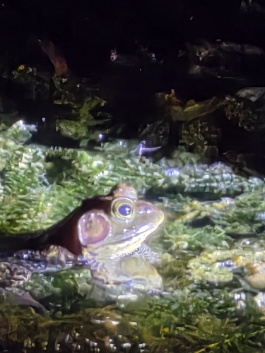 American Bullfrog