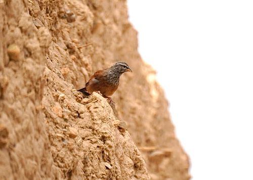 House Bunting
