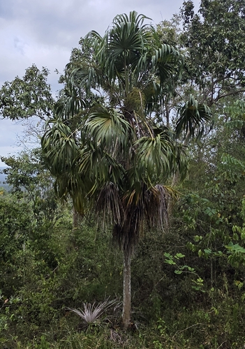 mountain thatch palm