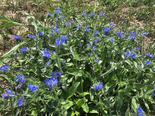 viper's-bugloss