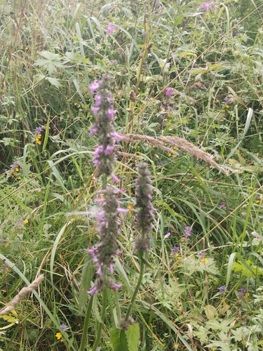 Наблюдение на iNaturalist