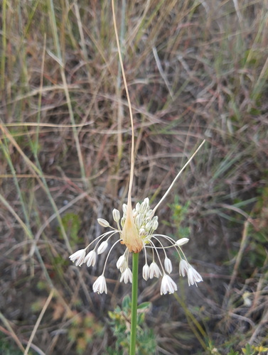 Allium marginatum