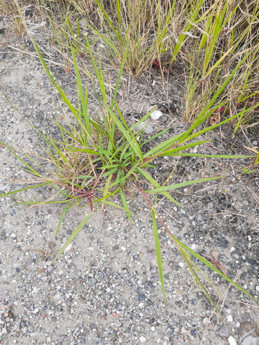 Smooth Witchgrass