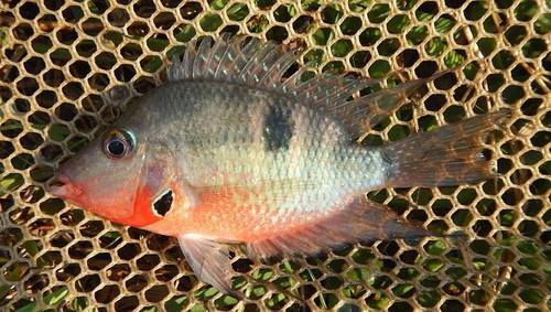 Firemouth Cichlid