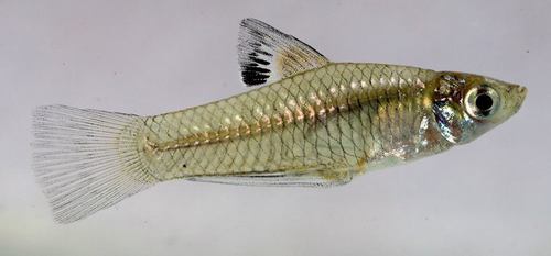 Champoton Gambusia