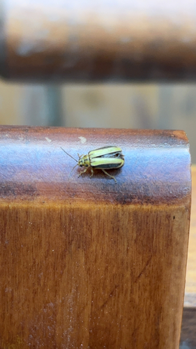 Elm Leaf Beetle