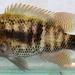 Peten Cichlid - Photo (c) Michael Tobler, all rights reserved, uploaded by Michael Tobler