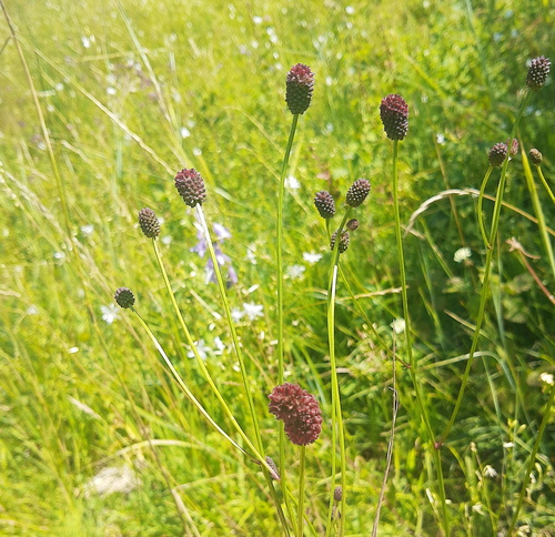 Great burnet