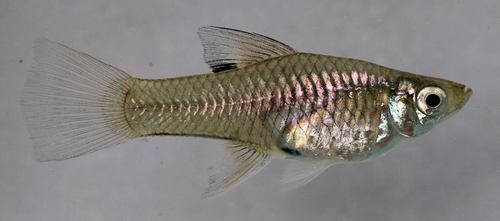Champoton Gambusia