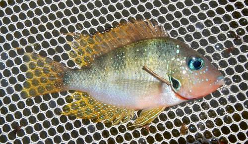 Yellow Cichlid