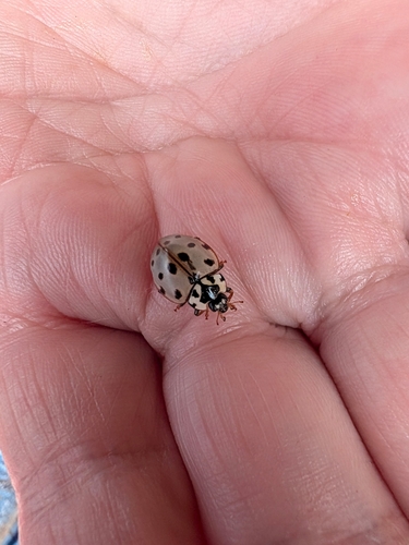 Fifteen-spotted Lady Beetle