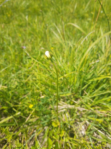 marsh grass-of-Parnassus