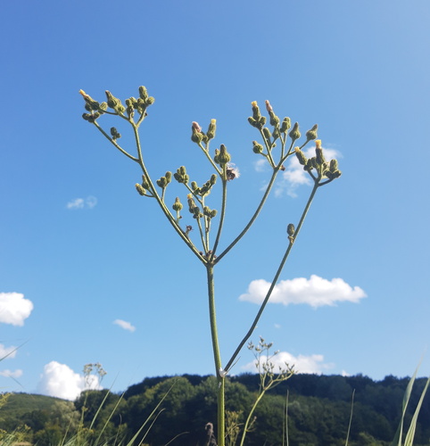 Marsh Sow-thistle