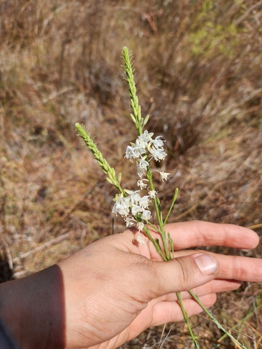 False Gaura