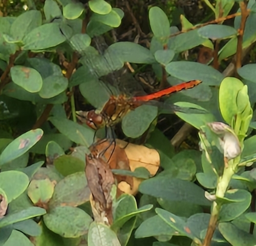 Ruddy Darter