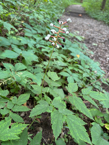 iNaturalist observation photo of white baneberry
