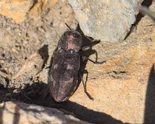 iNaturalist observation photo of Pacific Flat-Headed Borer