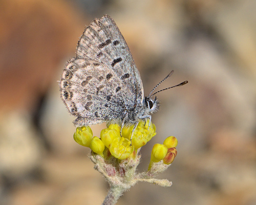 iNaturalist observation photo of Shasta Blue